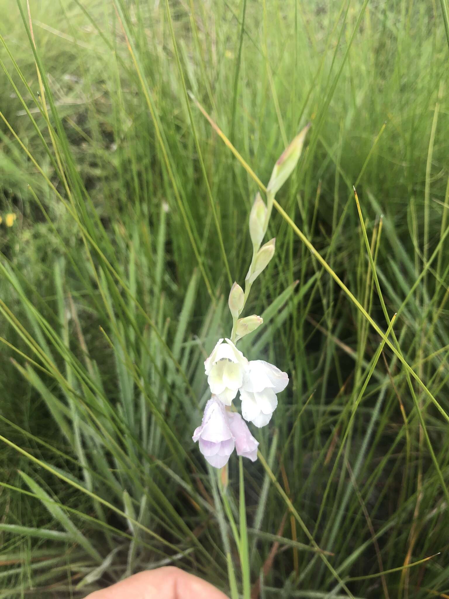 Imagem de Gladiolus ferrugineus Goldblatt & J. C. Manning