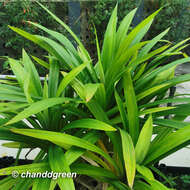 Image of Pandan