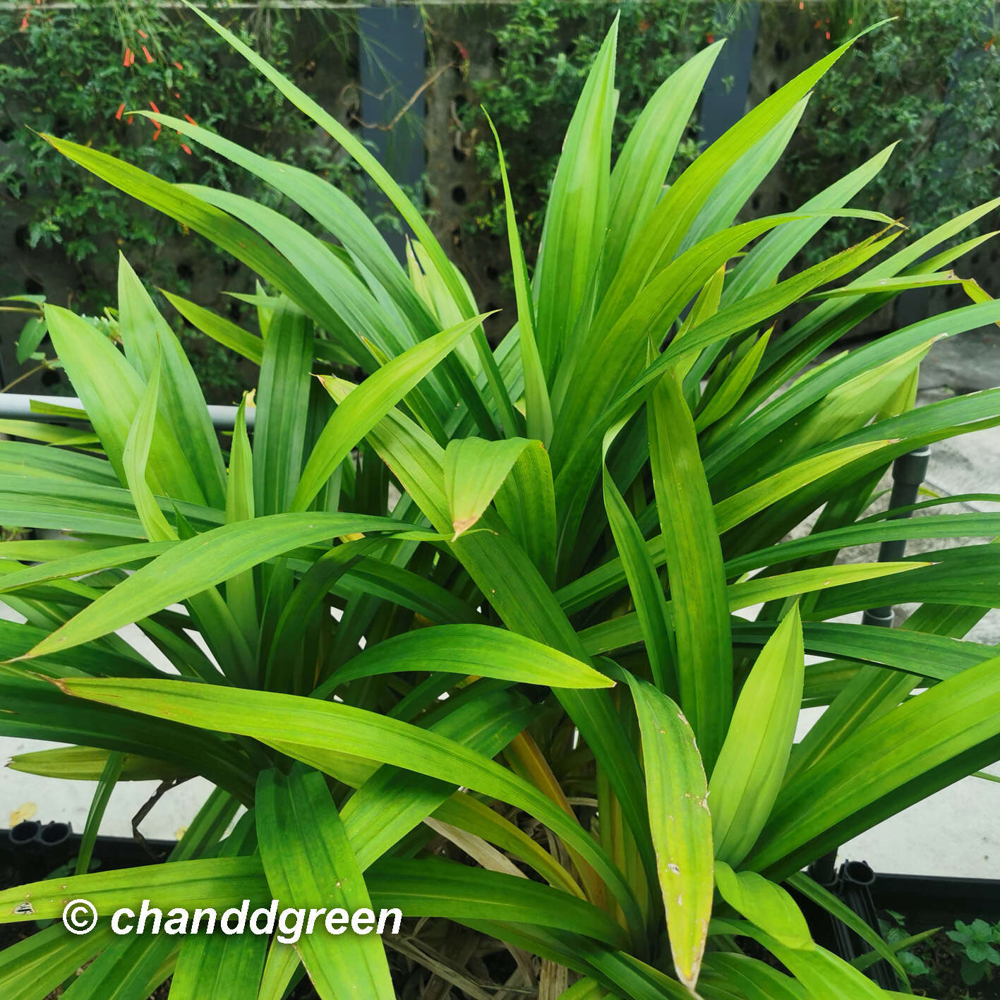 Image of Pandan