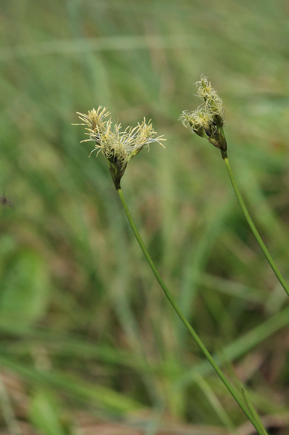 Image of slender cottongrass