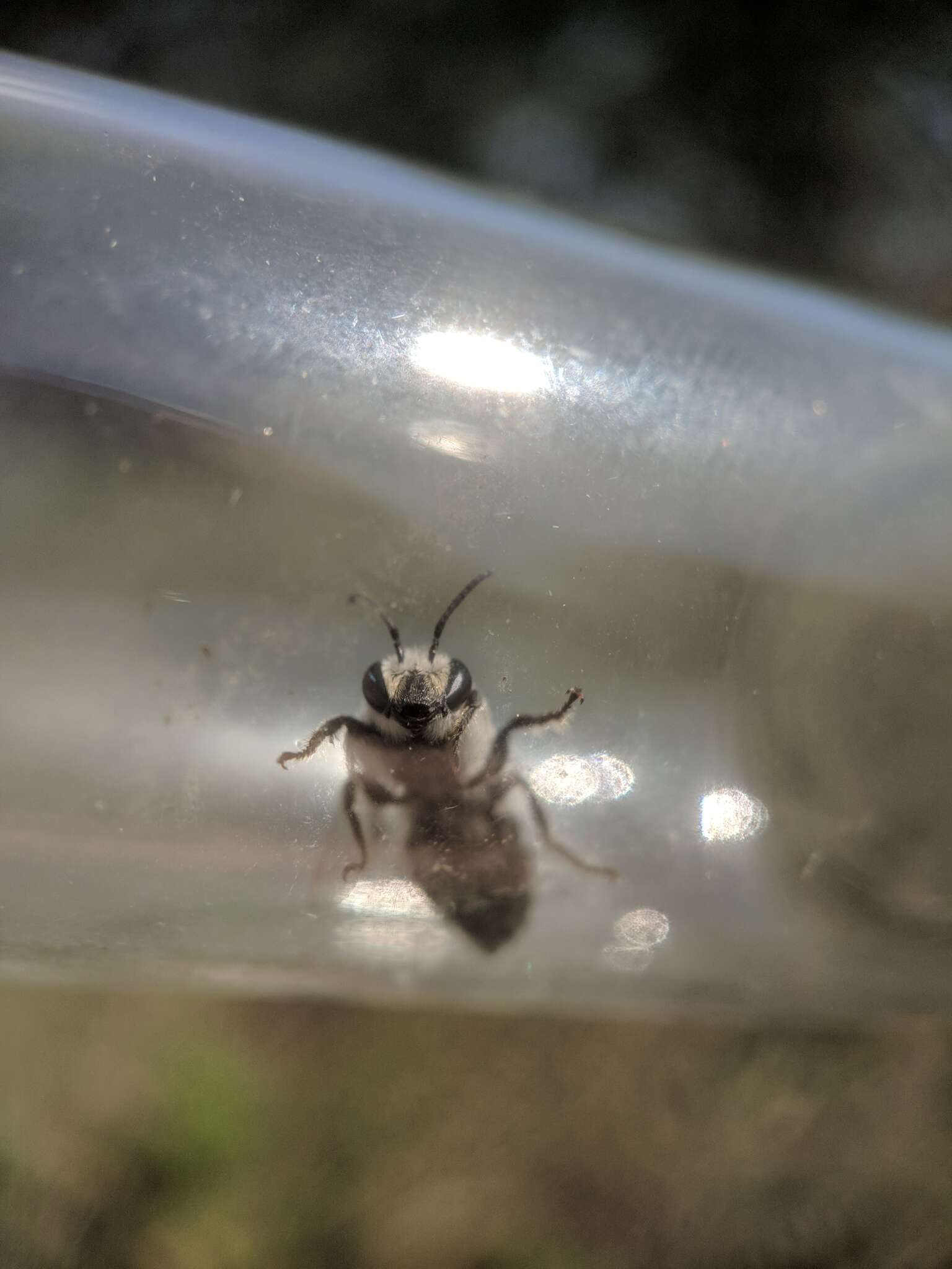 Image of Broad-footed Cellophane Bee