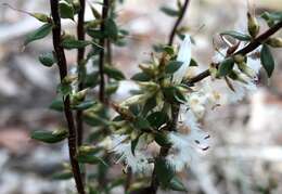 Image of Styphelia exarrhena (F. Muell.) F. Muell.