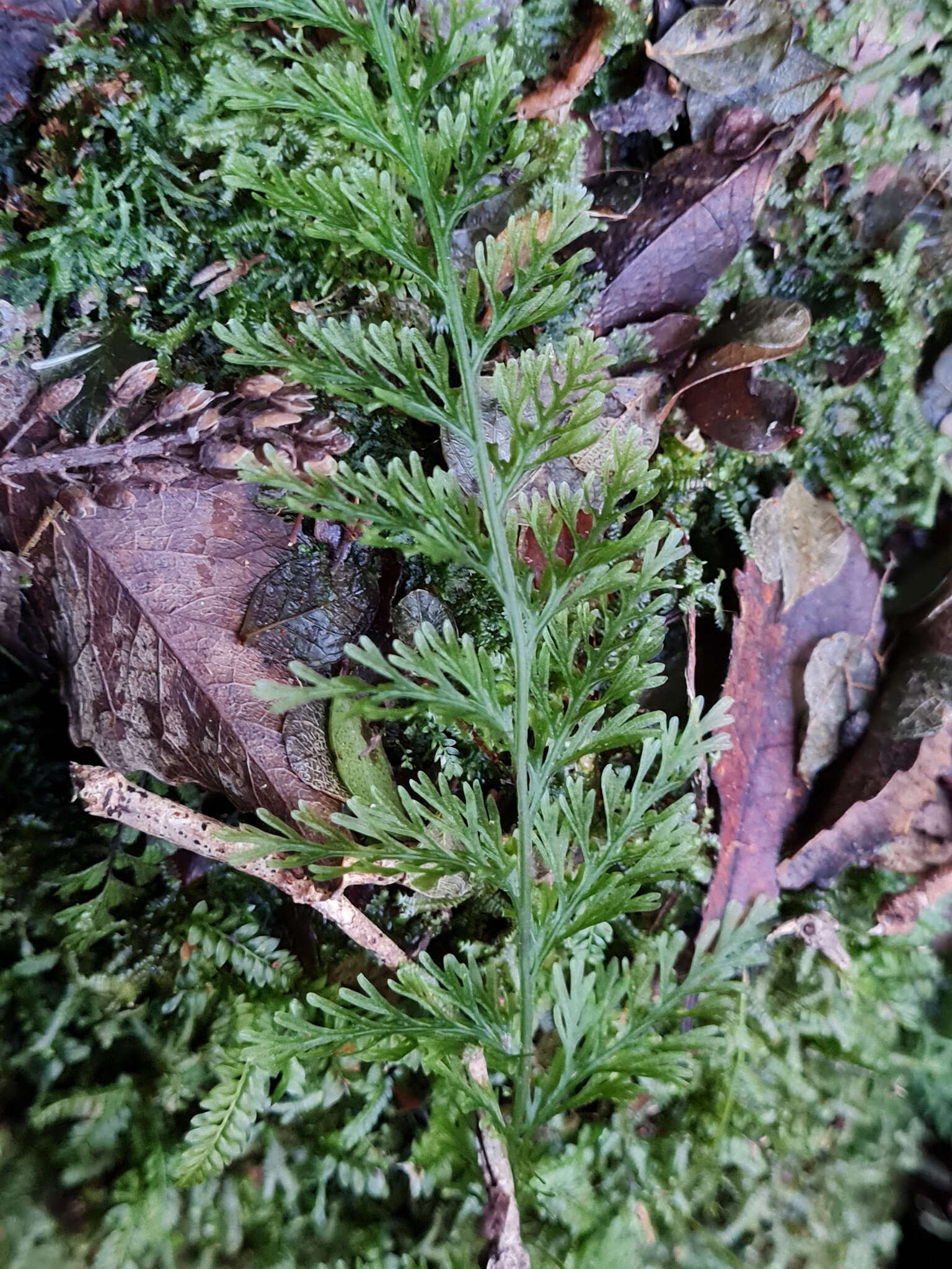 Image of Abrodictyum strictum (Menzies ex Hook. & Grev.) Ebihara & K. Iwats.