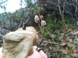 Image of Green Alder