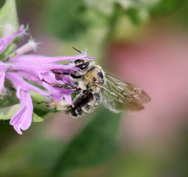 Anthophora occidentalis Cresson 1869的圖片