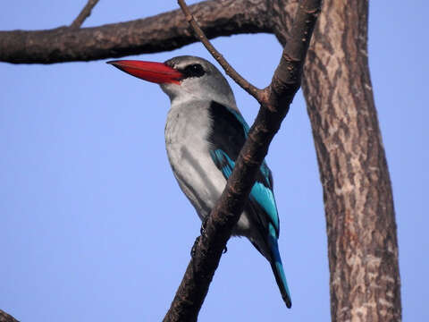 Image of Mangrove Kingfisher