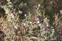 Image of Delosperma pageanum (L. Bol.) Schwant.