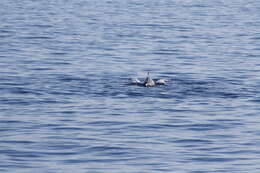 Image of Blue-white Dolphin