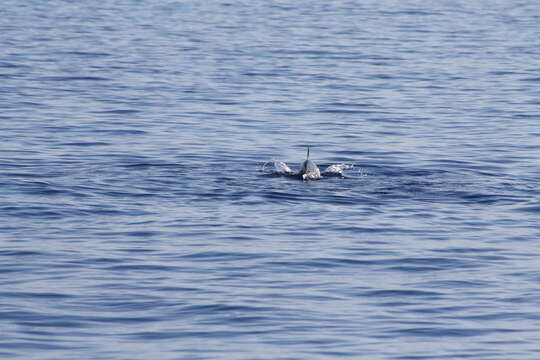 Image of Blue-white Dolphin