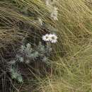Image of Helichrysum brownei S. Moore