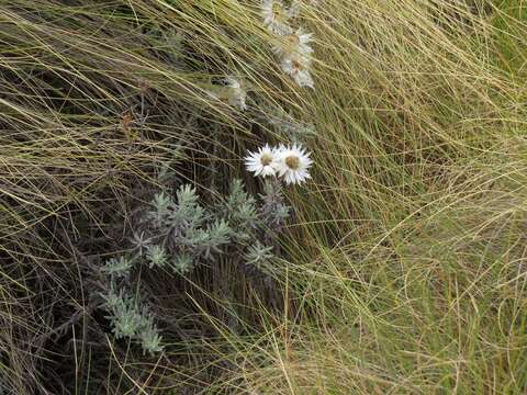 Image of Helichrysum brownei S. Moore