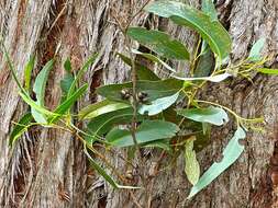 Image of blue-leaf stringybark