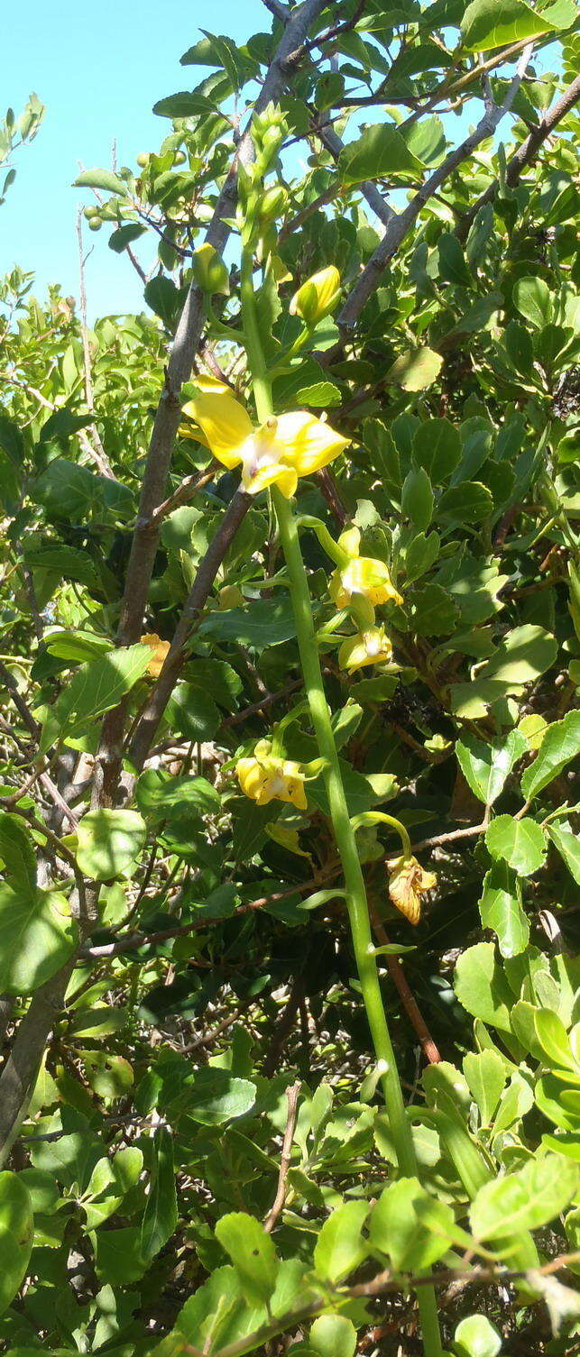 Image de Eulophia speciosa (R. Br.) Bolus