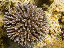 Sivun Acropora squarrosa (Ehrenberg 1834) kuva