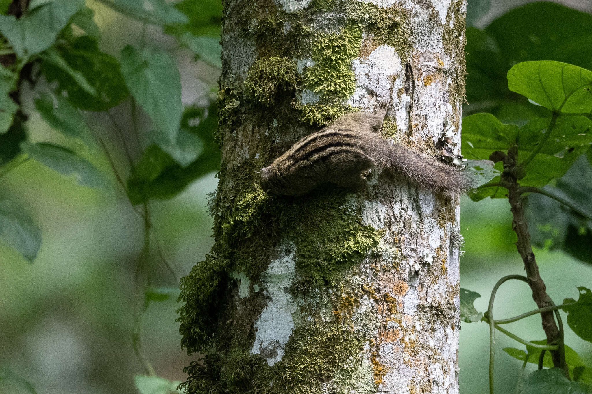 Image of Alexander's Bush Squirrel