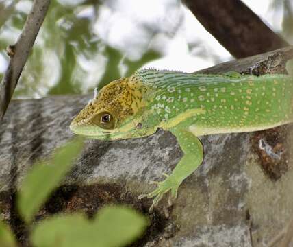 Image of Anolis smallwoodi Schwartz 1964