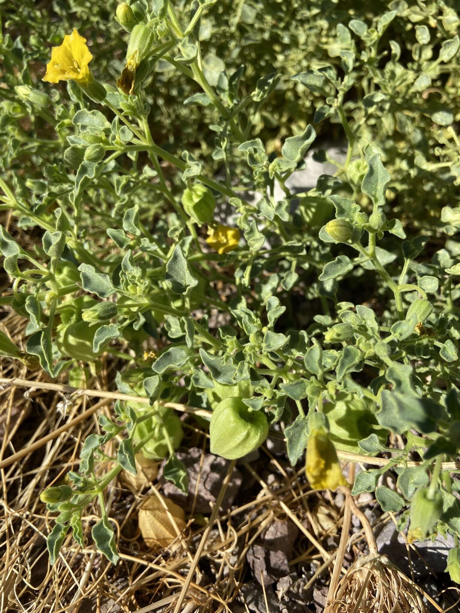 Image of Physalis crassifolia var. infundibularis I. M. Johnst.