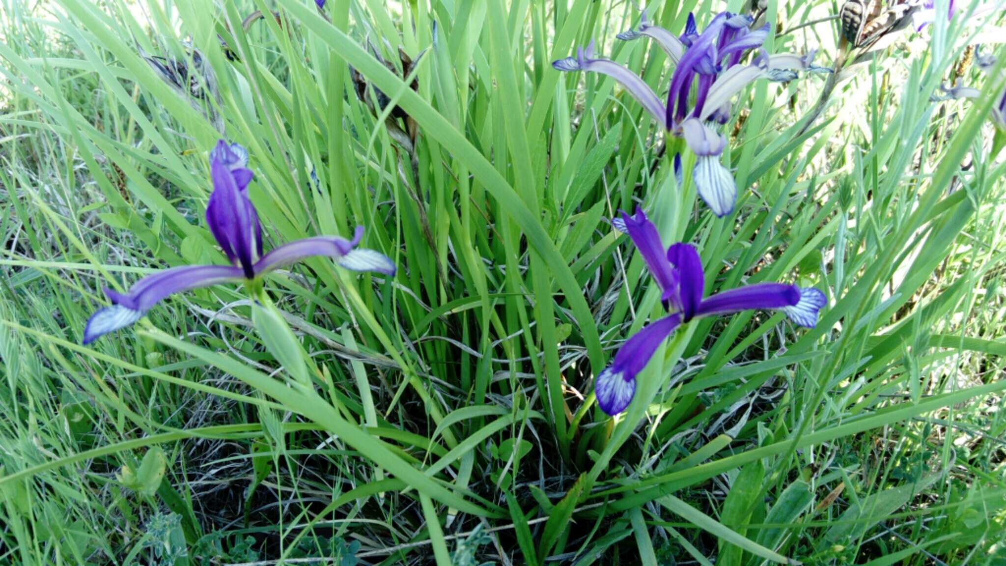 Image of Iris sintenisii Janka