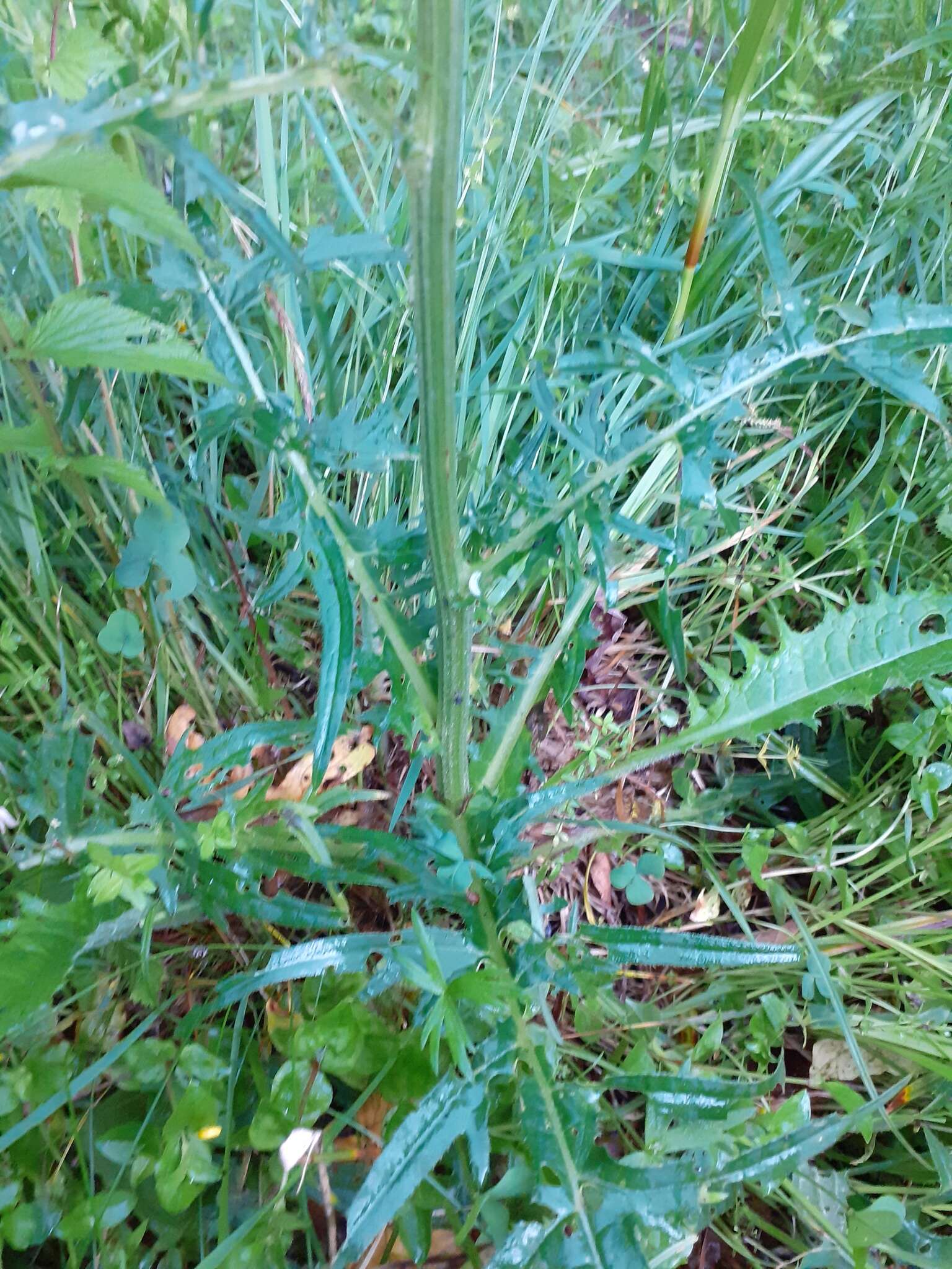 Image of Brook Thistle