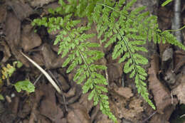 Image of Maidenhair Spleenwort