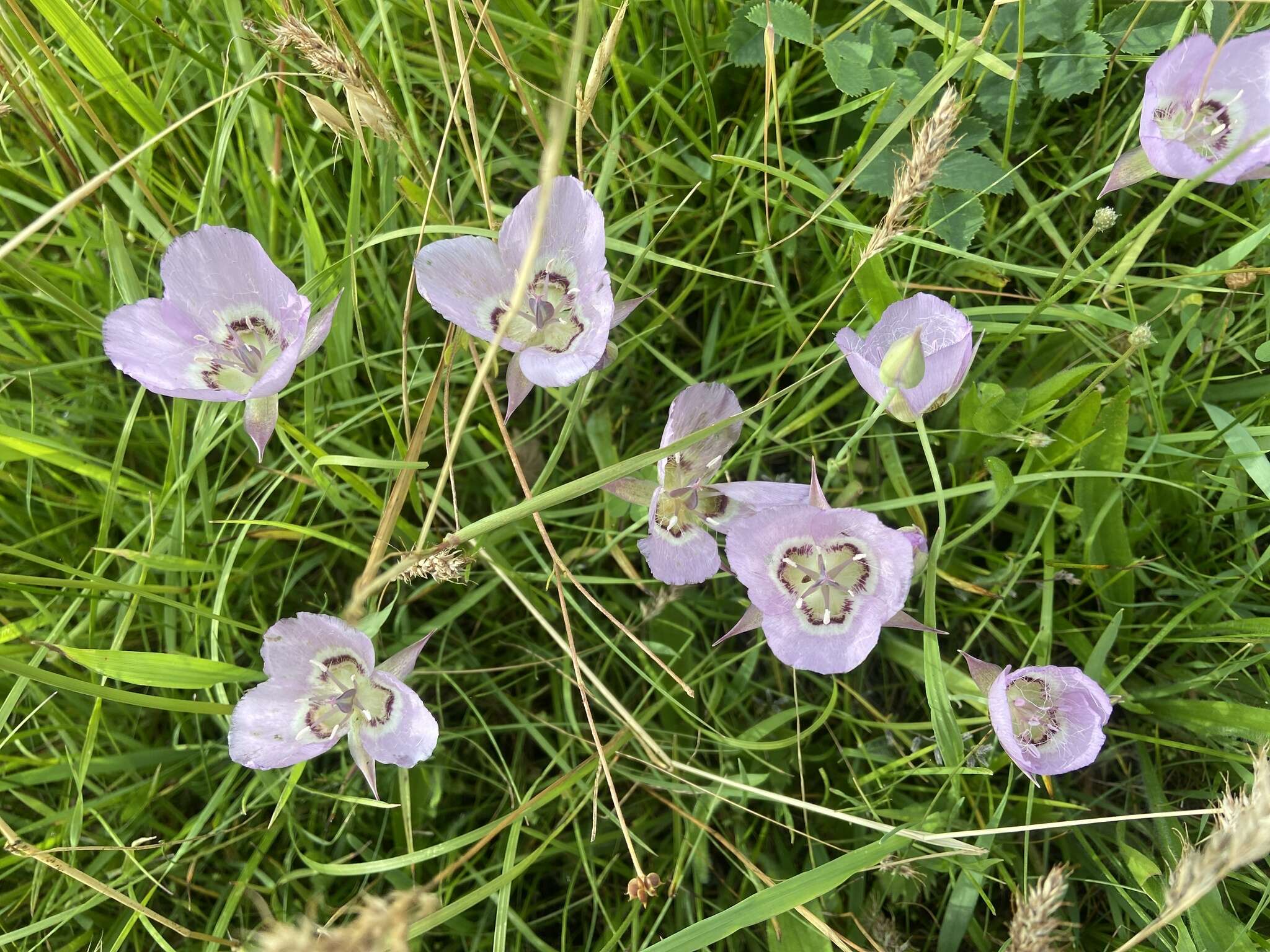 Calochortus longibarbatus S. Watson resmi