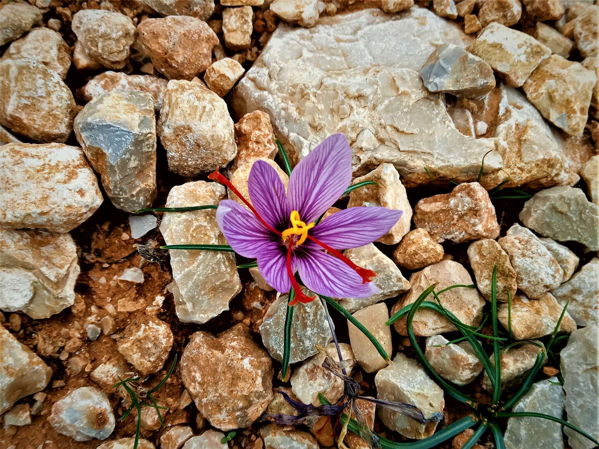 Image de Crocus cartwrightianus Herb.