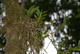 Imagem de Angraecum germinyanum Hook. fil.