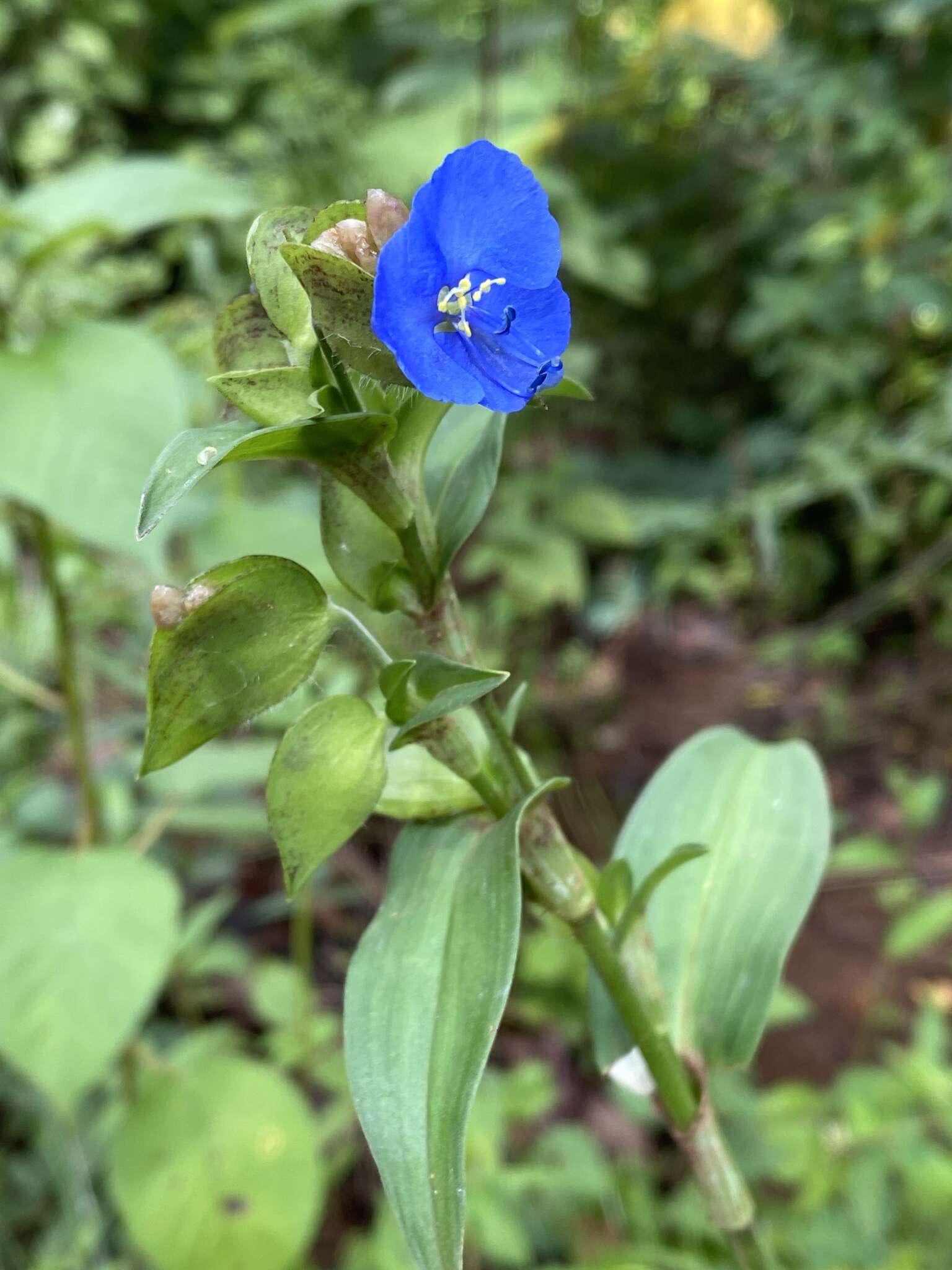 Image of commelina