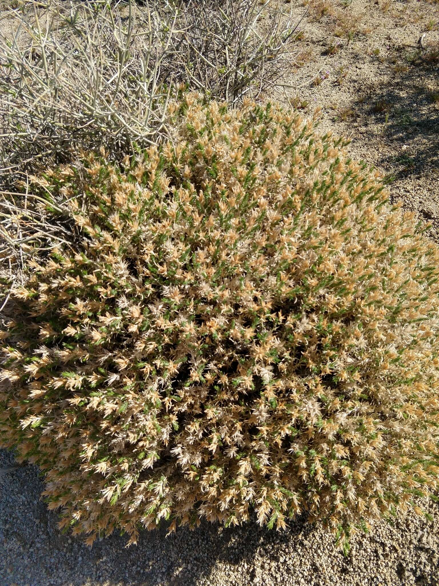 Plancia ëd Linanthus pungens subsp. hallii (Parish) J. M. Porter & R. Patt.