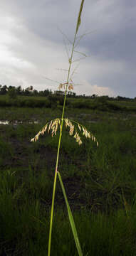 Image of Indian rice