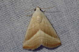 Image of Straight-lined Seed Moth