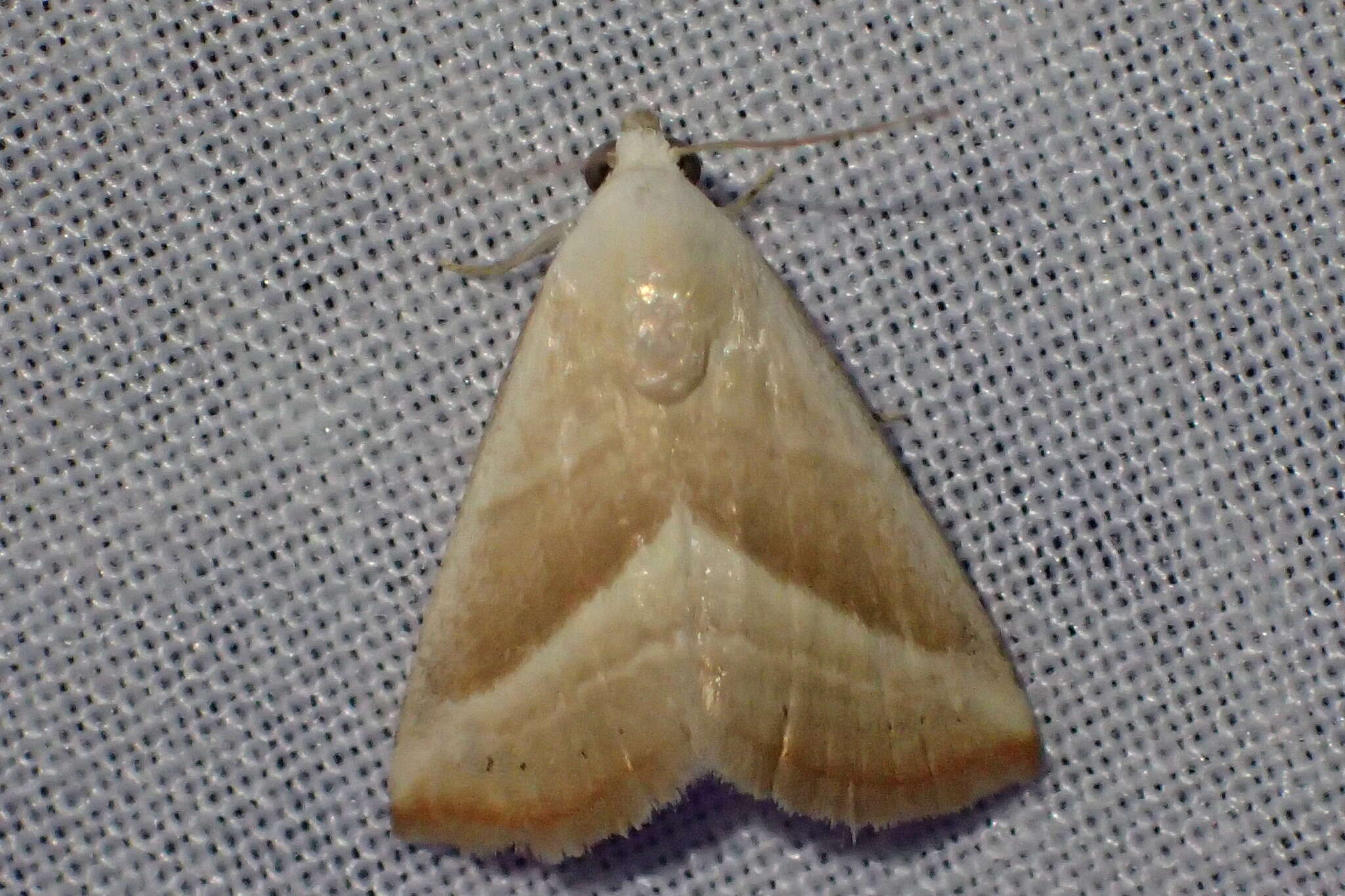 Image of Straight-lined Seed Moth