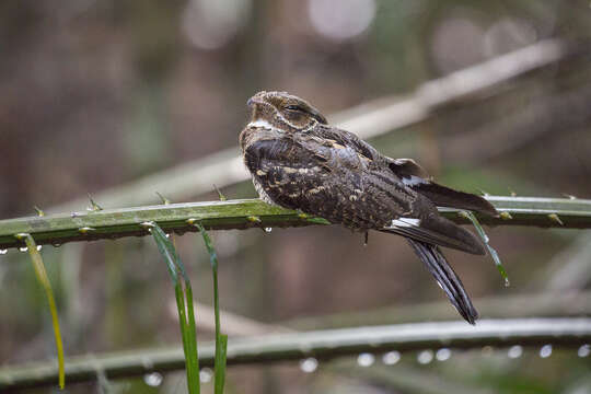 Image of Large-tailed Nightjar