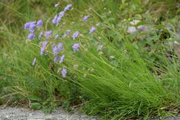 صورة Scabiosa vestina Facc. ex Koch