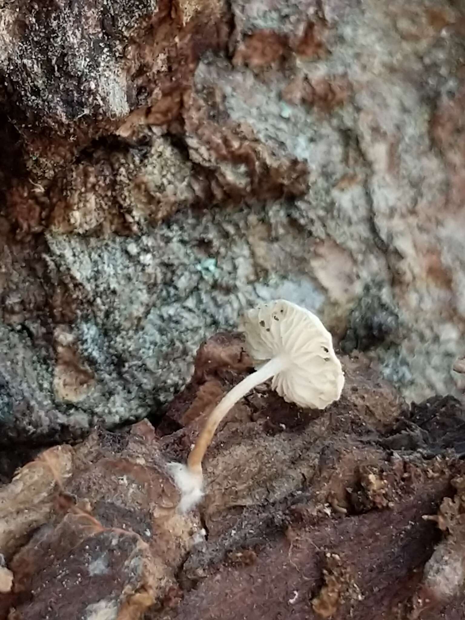 Plancia ëd Collybia bakerensis A. H. Sm. 1944