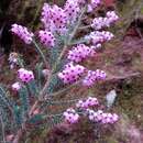 Image of Erica racemosa var. racemosa