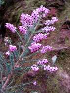 Image of Erica racemosa var. racemosa