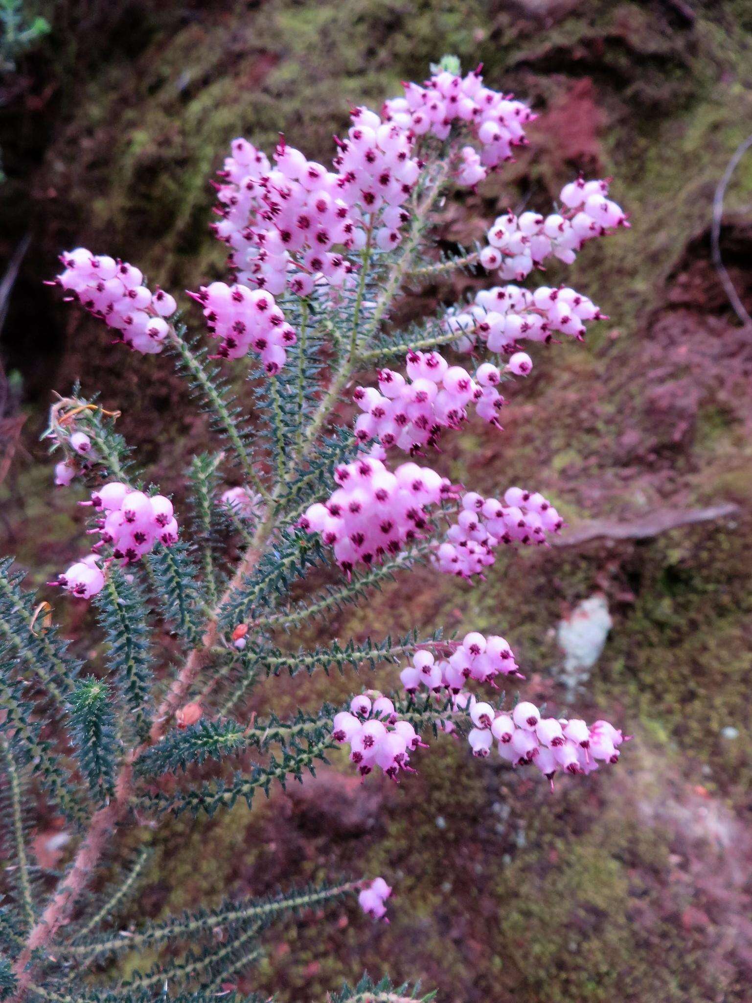 Image of Erica racemosa var. racemosa