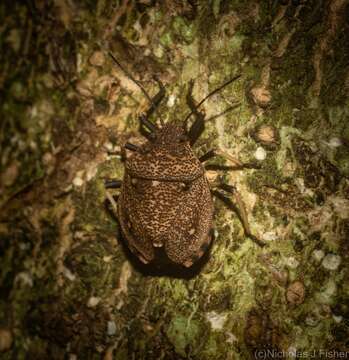 Image of Homalocoris Perty 1833