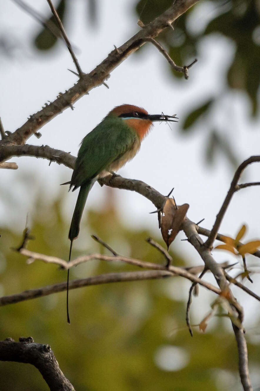 Image of Böhm's Bee-eater