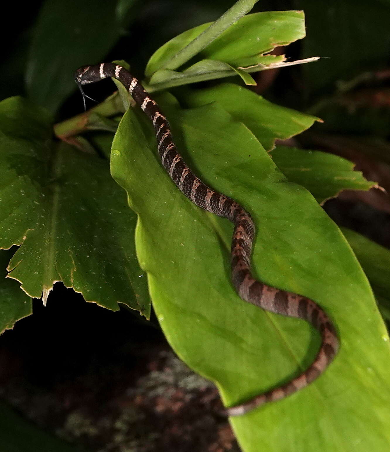 Image of Tropical Snail-eater