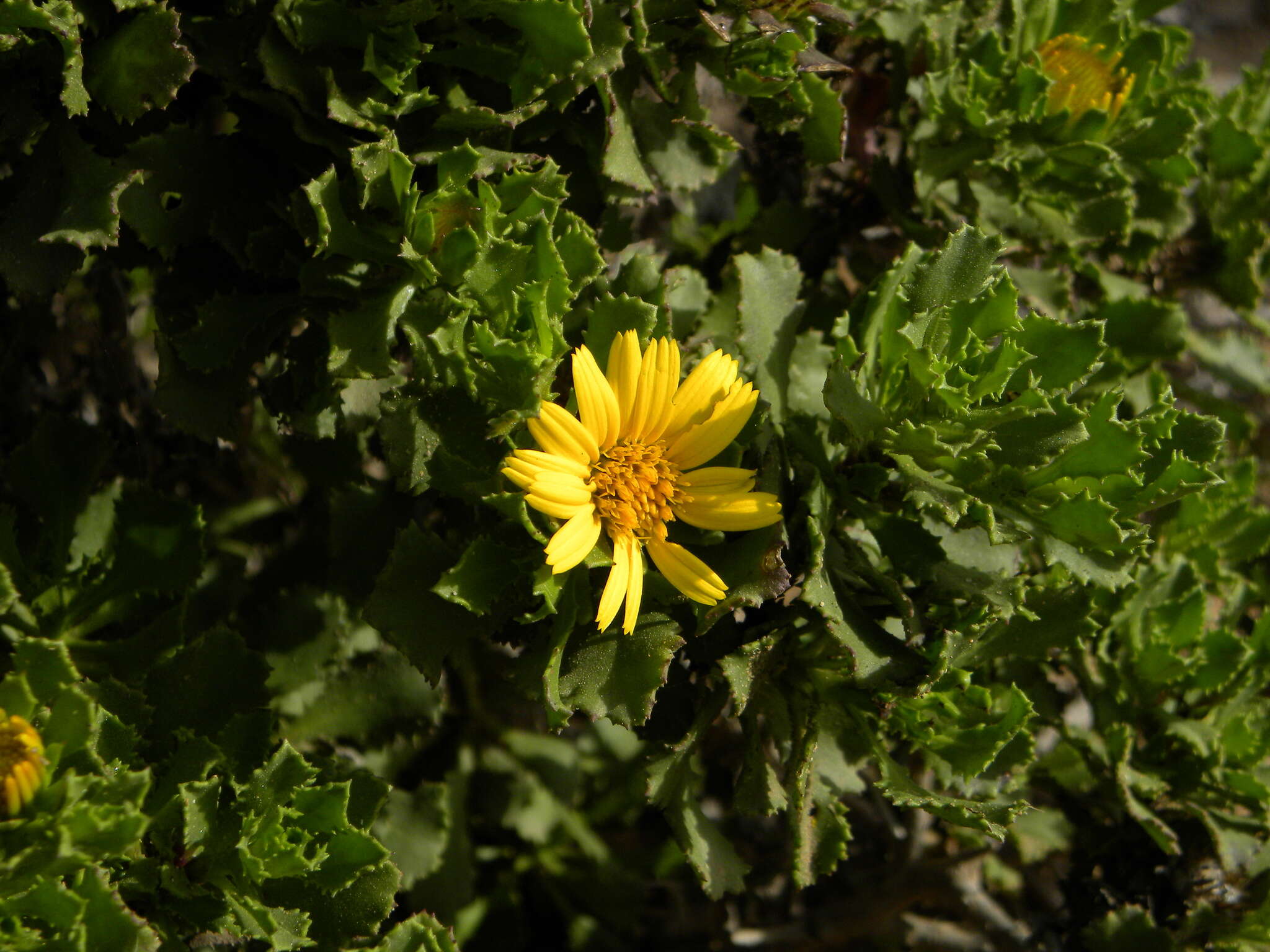 Image of Asteriscus imbricatus (Cav.) DC.