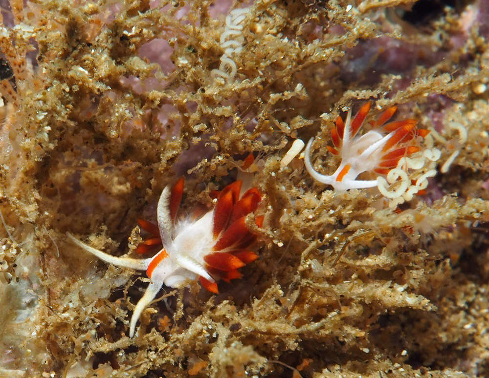 Image of Noumeaella rubrofasciata Gosliner 1991