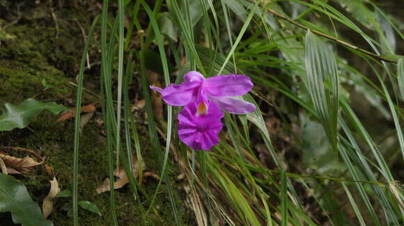 Image of orchid