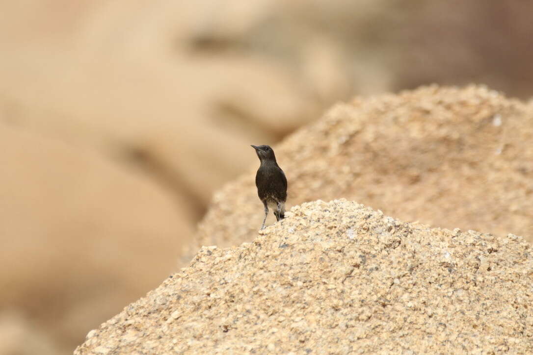 Image of Mountain Wheatear