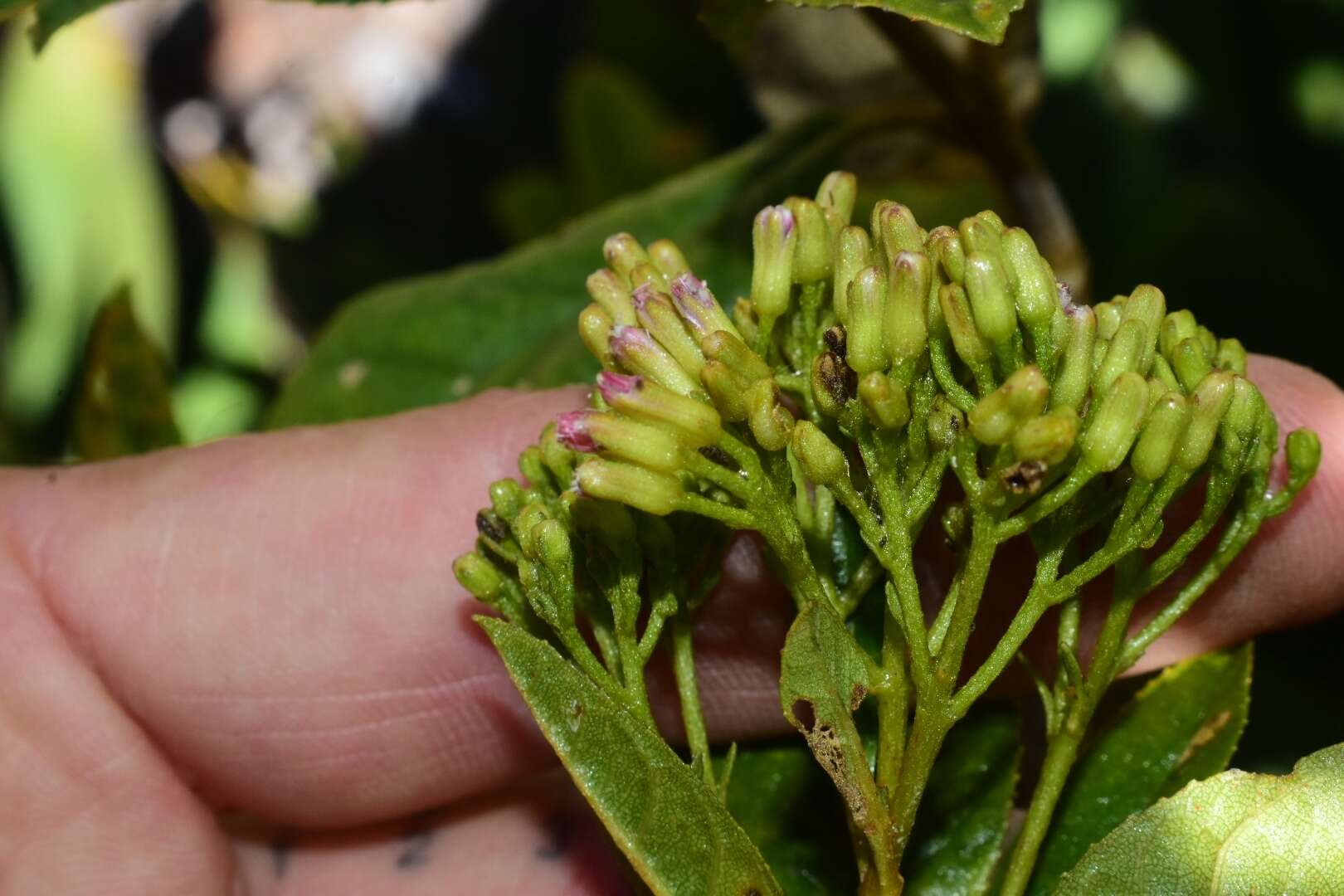 Ageratina illita (Urban) R. King & H. Rob.的圖片