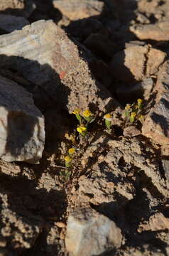 Image of Senecio krascheninnikovii Schischk.