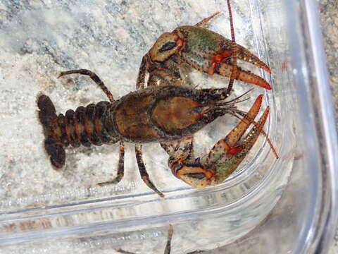 Image of Chattahoochee Crayfish