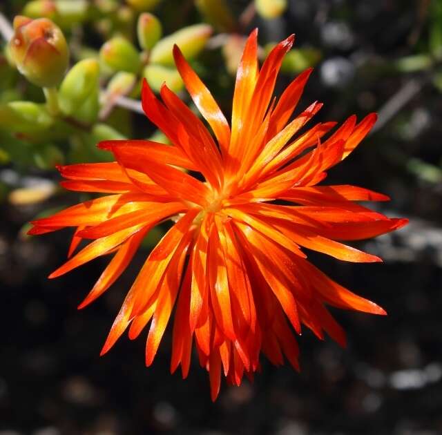 Imagem de Drosanthemum speciosum (Haw.) Schwant.