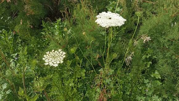 Image of Daucus carota subsp. azoricus Franco